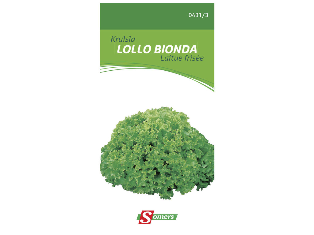 Laitue Frisee Lollo Bionda