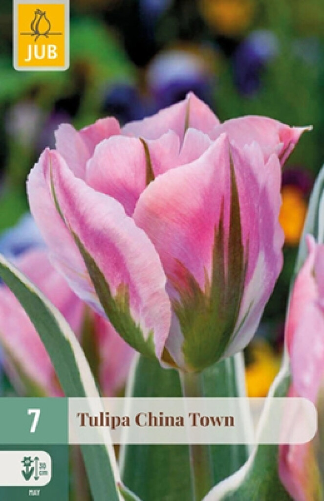 X7 Tulipa China Town