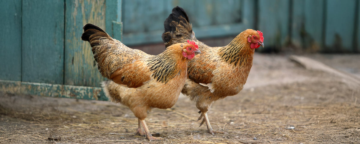 Nieuwe kippen introduceren