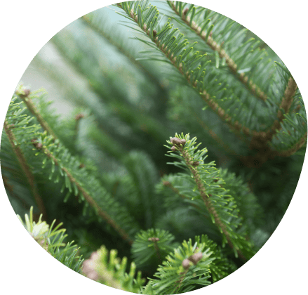 kerstboom