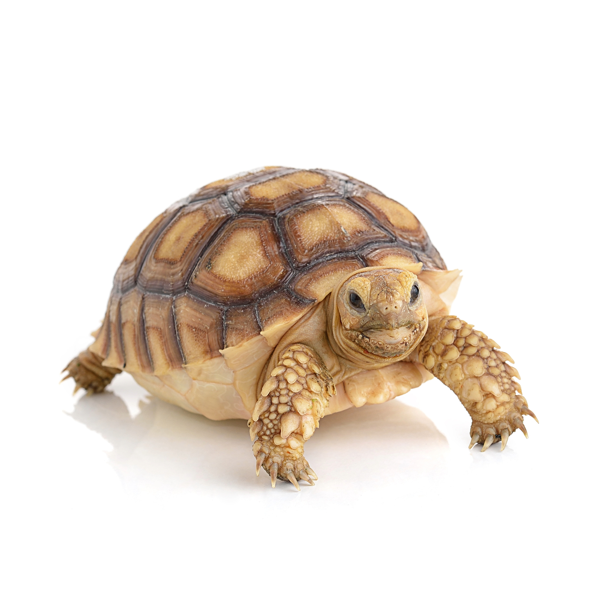 reptielen