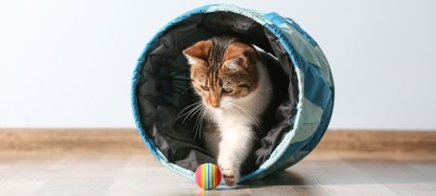 Spelen met je kat Spelen met je kat