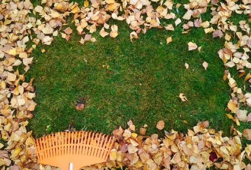 Jardin le mois d'octobre - gazon