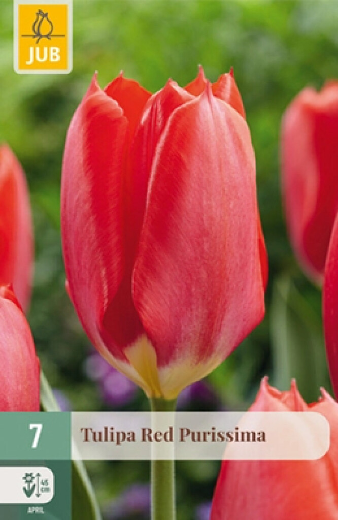 X7 Tulipa Red Purissima