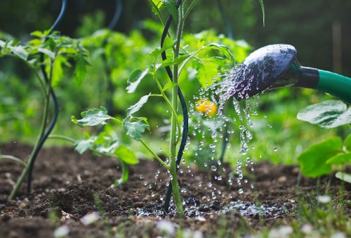 Moestuin in 7 stappen Moestuin in 7 stappen