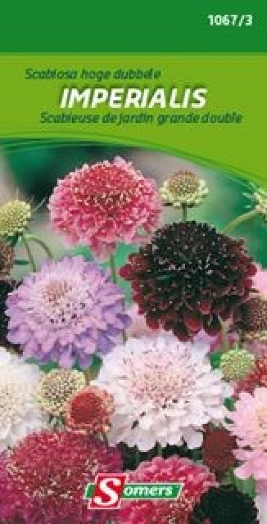 Scabiosa hoge dubbele Imperialis