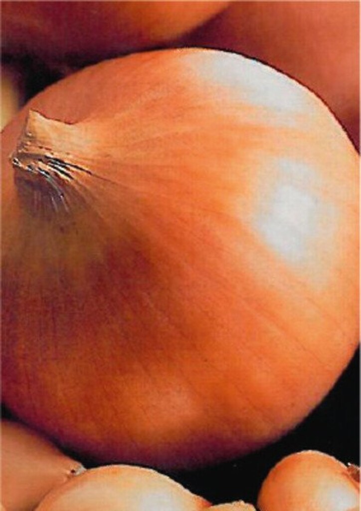 Ajuin Sturon 14/21 250 g