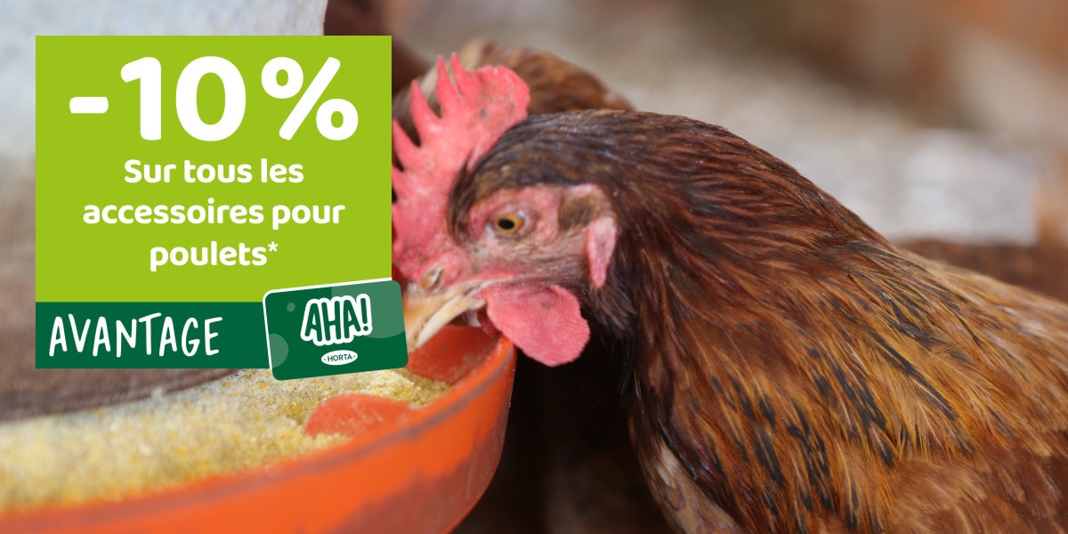 Avantage AHA! -10% sur tous les accesoires pour poulets