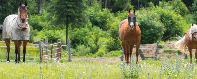 Dazen paard