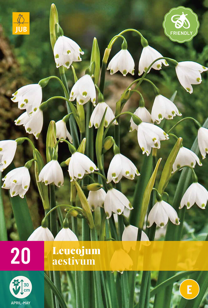 X 20 Leucojum aestivum