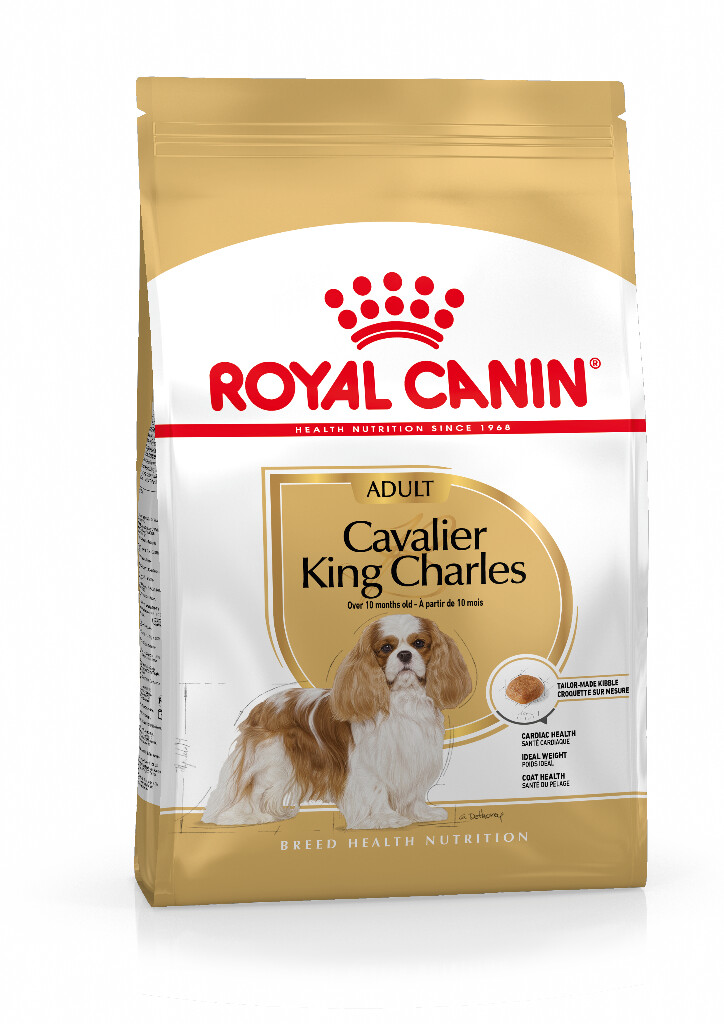 BHN Cavalier King Charles 1,5kg