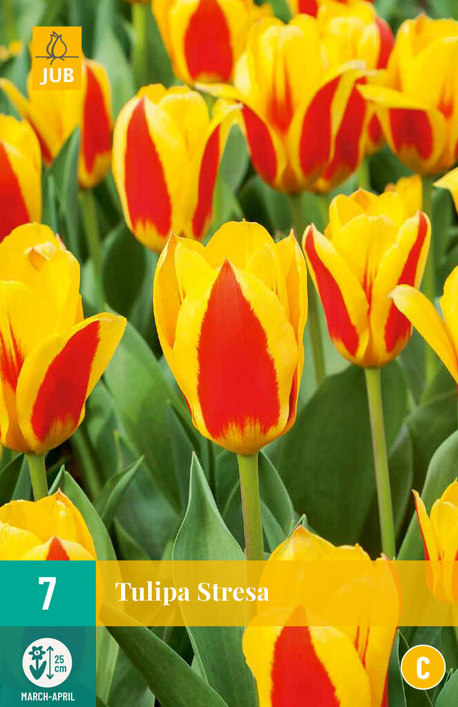 X7 Tulipa Stresa