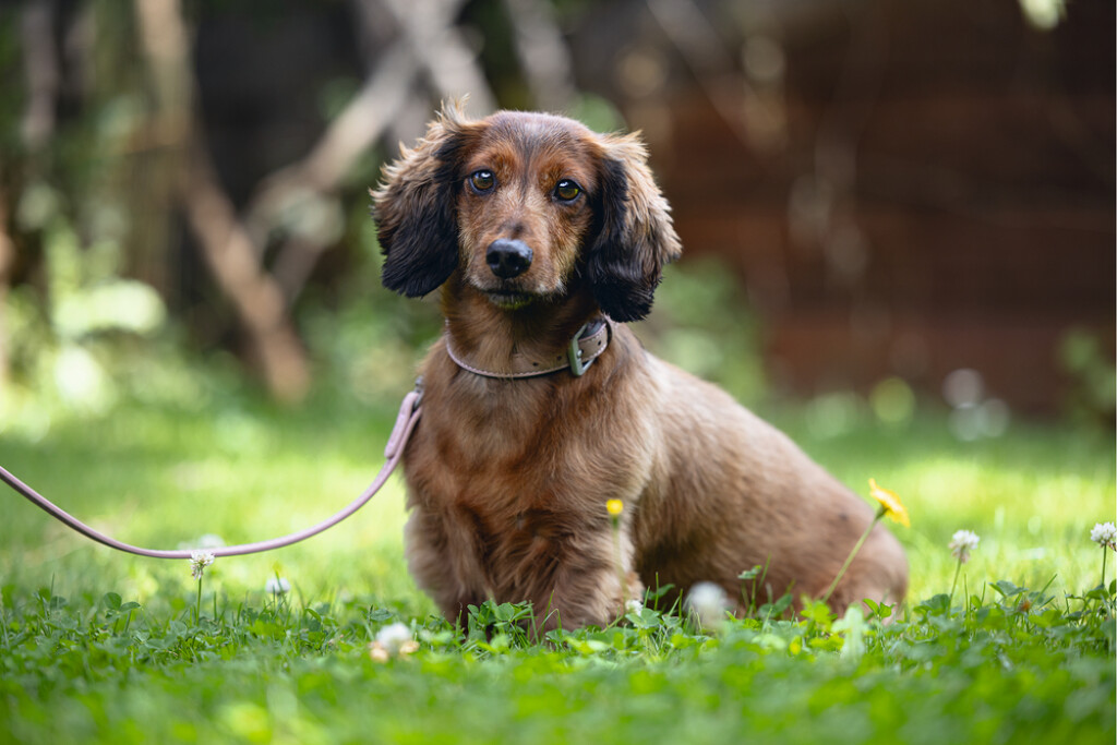 Balacron Collier Ax Rose 24-30x1cm Balacron Collier Ax Rose 24-30x1cm