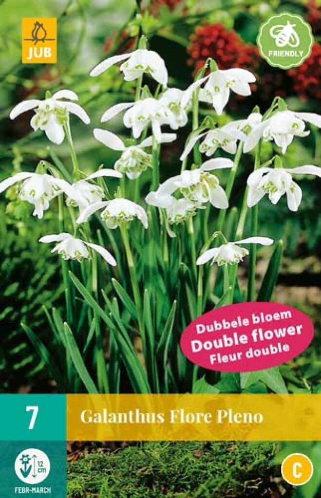 X 7 Galanthus Flore Pleno 5/+