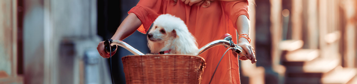 Faire du vélo avec votre chien