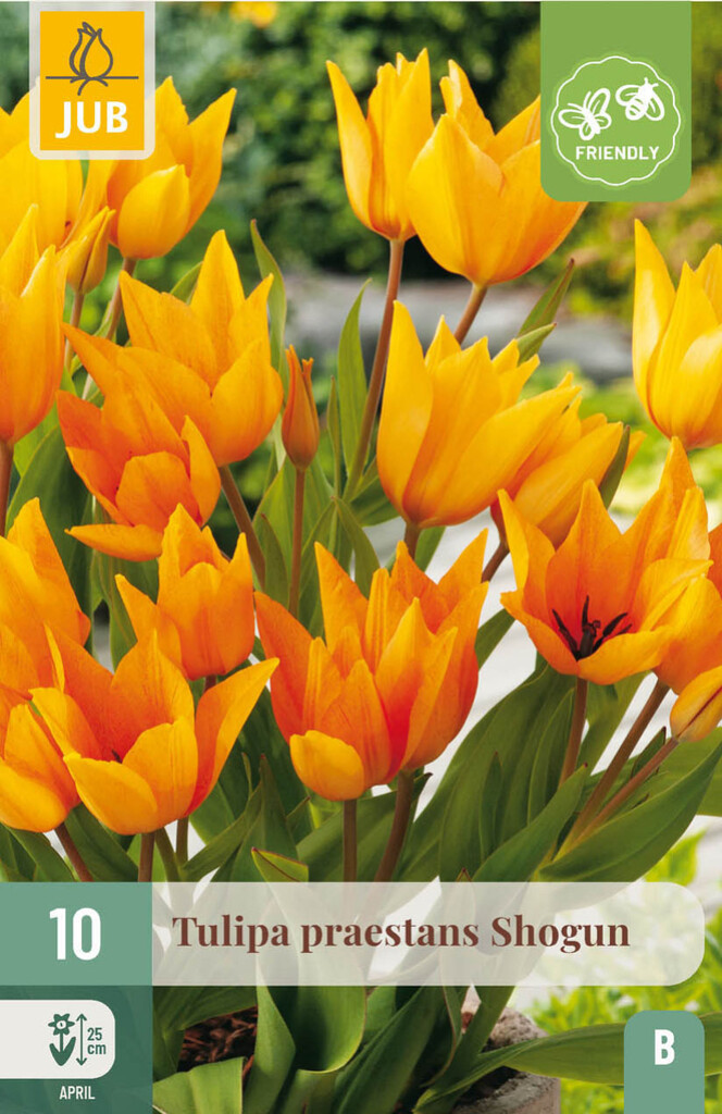 X10 Tulipa Praestans Shogun 8/9