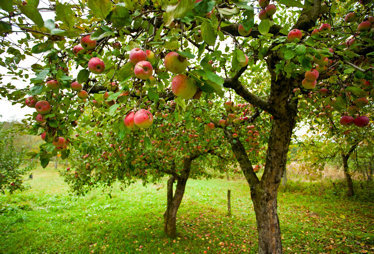 Chaux sur les arbres fruitiers : explication et utilisation