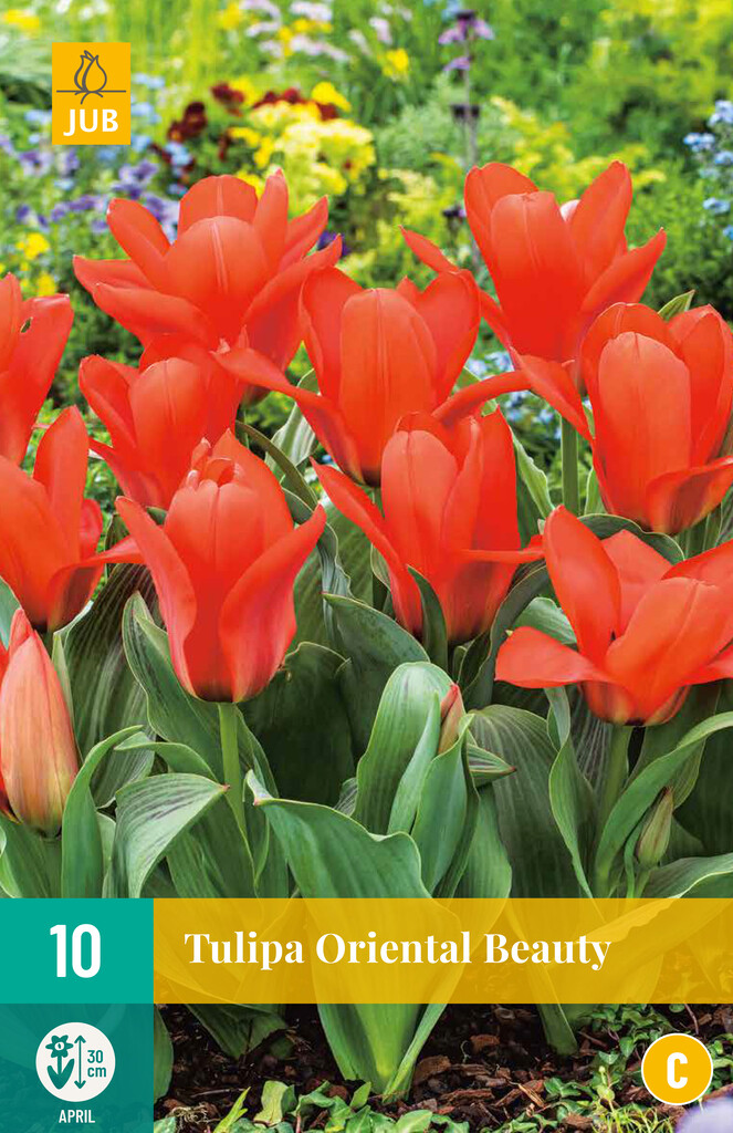 X 10 Tulipa Oriental Beauty