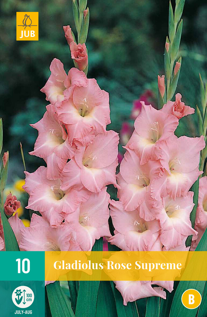 X10 Gladiolus Rose Supreme