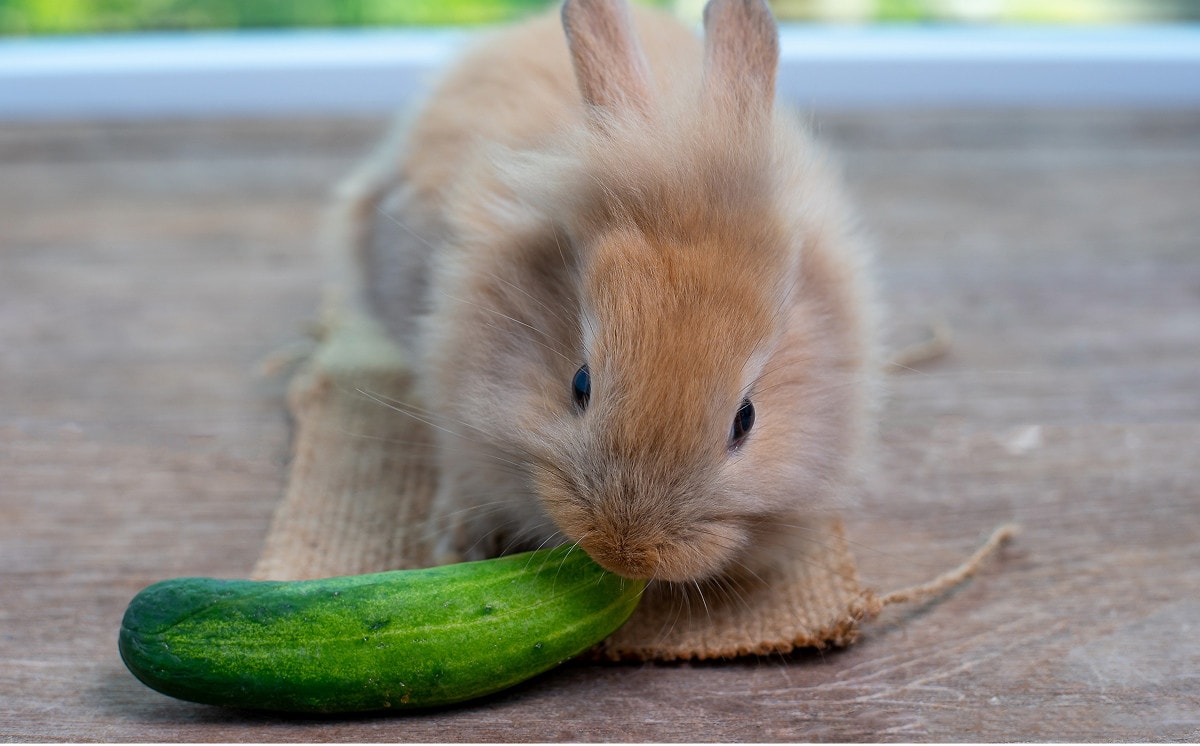konijn verkoelende groenten