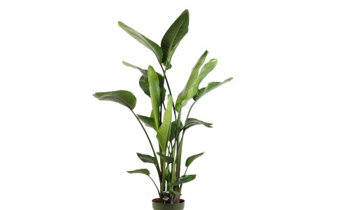 Strelitzia