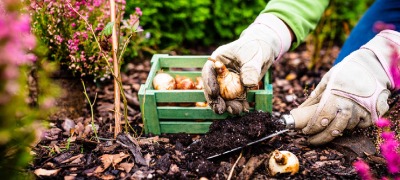 Comment conserver les bulbes à fleurs ?