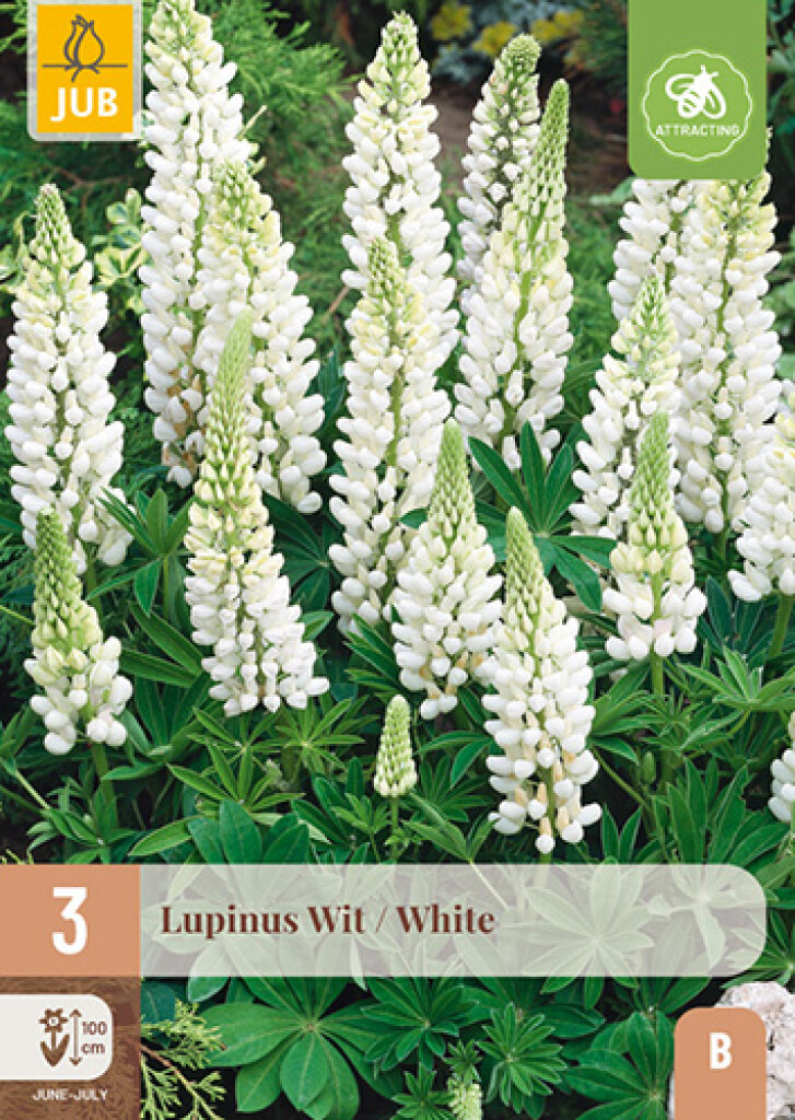 X3 Lupinus wit