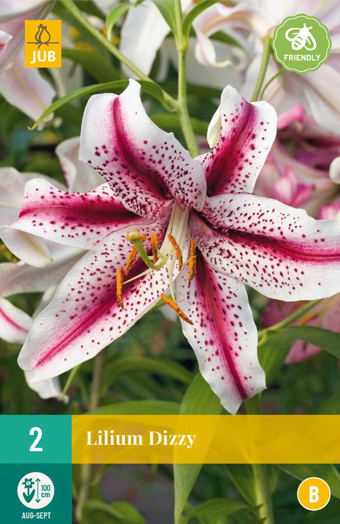 X2 Lilium Dizzy
