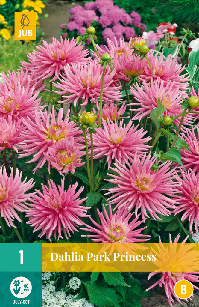 X 1 Dahlia Park Princess X 1 Dahlia Park Princess