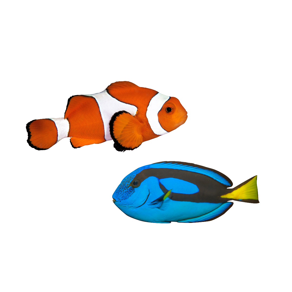 zoutwatervis