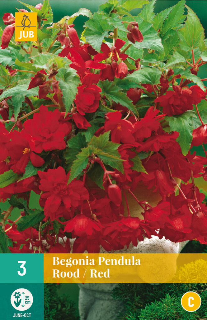 X 3 Begonia Pendula Rood
