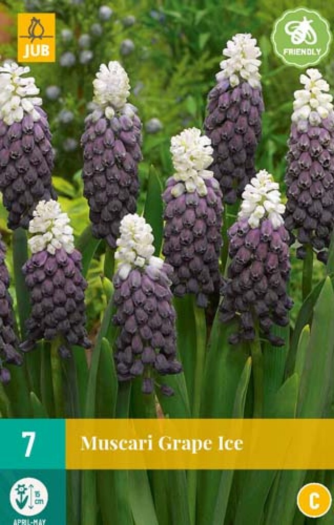 X 7 Muscari Grape Ice 5/+