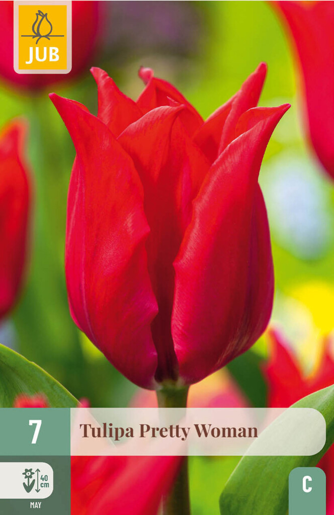 X7 Tulipa Pretty Women 11/12