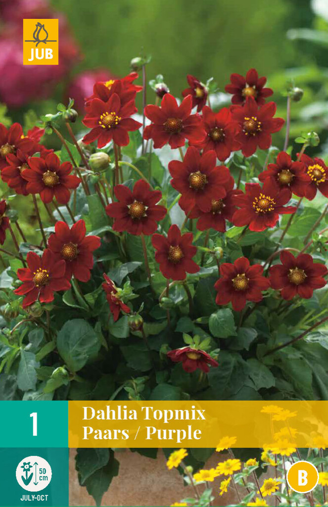 X1 Dahlia Topmix paars