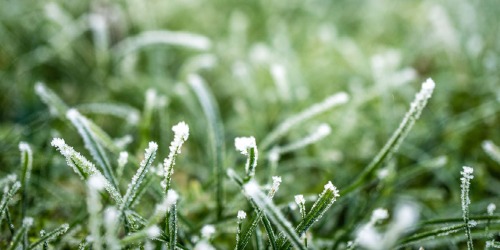 Tuin per maand - januari - gazon Tuin per maand - januari - gazon
