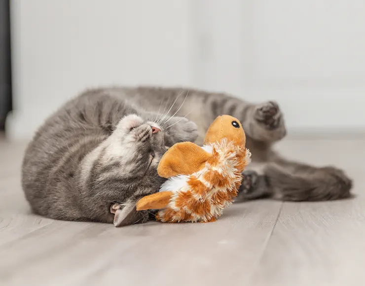 Jouets pour chats