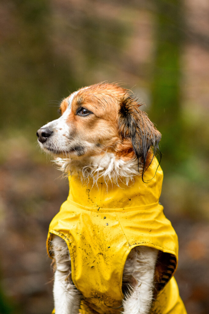 Imperméable Ciro Jaune 30cm Imperméable Ciro Jaune 40cm