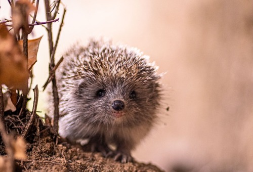 Jardin le mois d'octobre - animaux