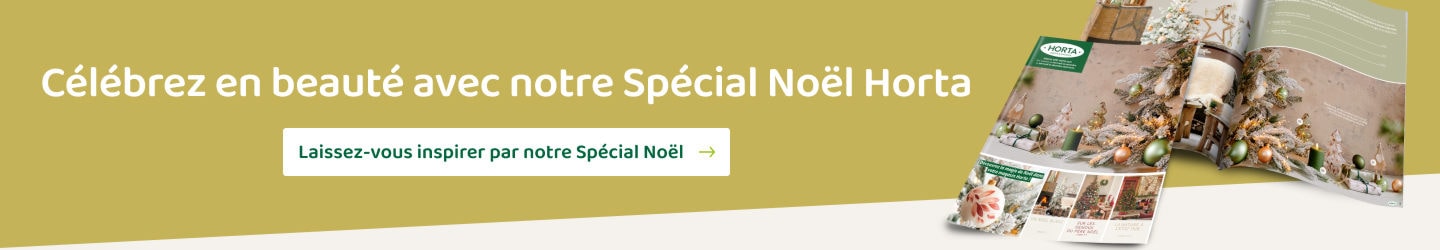 Spécial Noël Horta