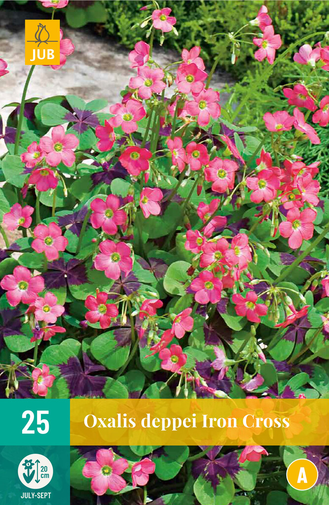 X25 Oxalis Deppei Iron Cross