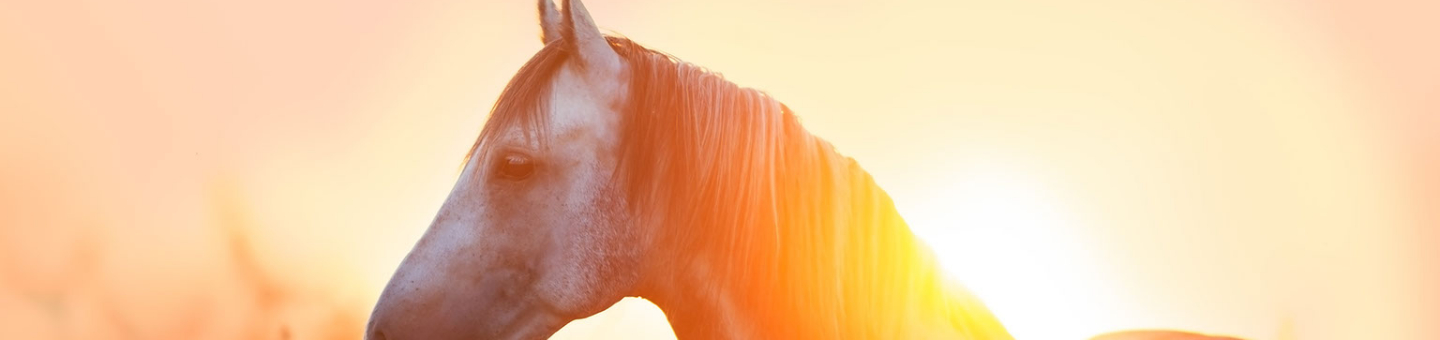 Oud paard verzorgen Senior paard