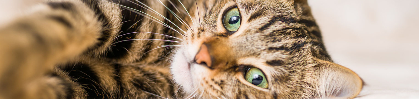 Sterilisatie kat Sterilisatie kat