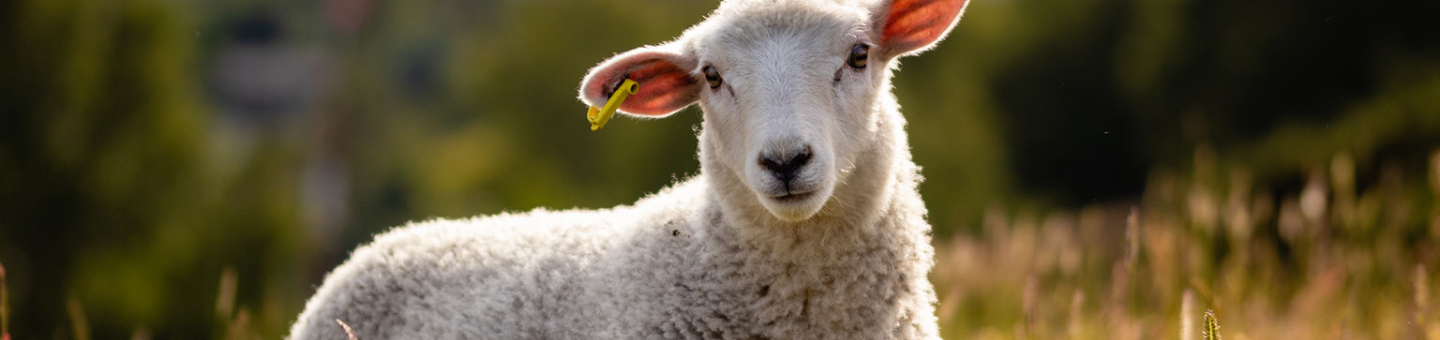 Mouton Schaap