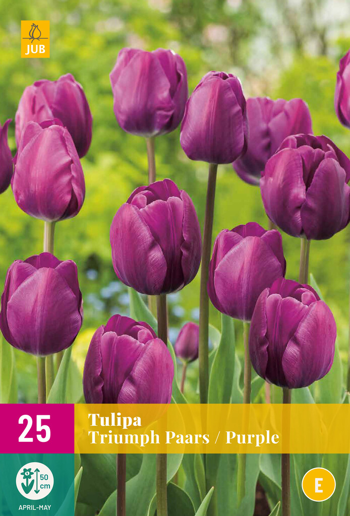 X25 Tulipa Triumph Paars