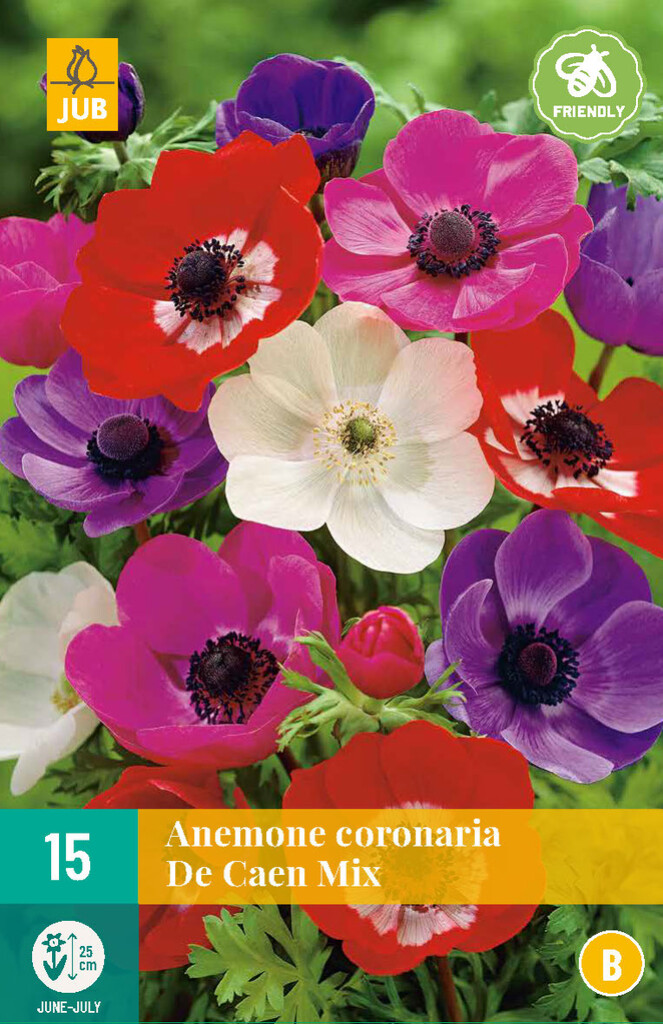 X15 Anemone Coronaria De Caen Mix