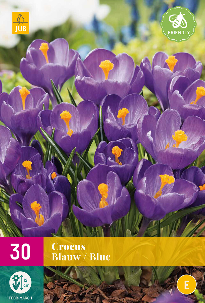 X 30 Crocus Blauw