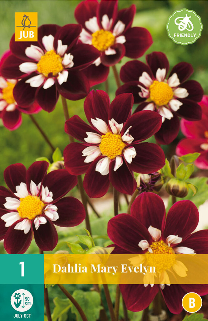 X 1 Dahlia Mary Evelyn