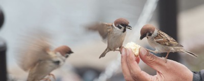Oiseaux du jardin cupcake