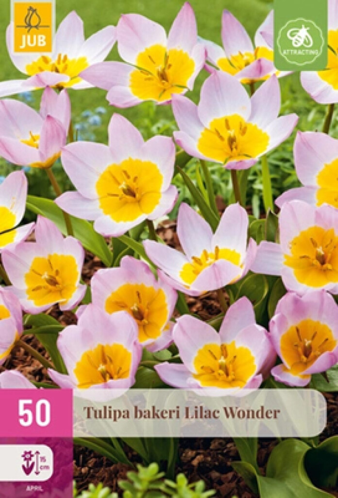 X50 Tulipa Bakeri Lilac Wonder
