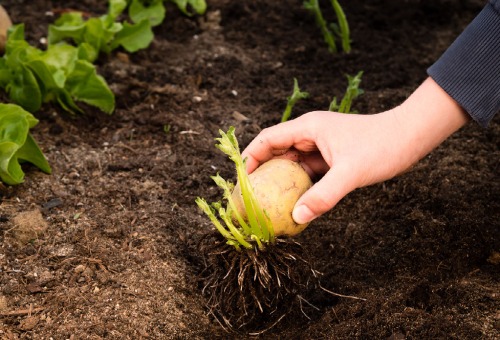 Jardin le mois de février Jardin le mois de février